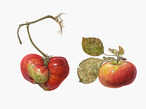 tomato and apple, watercolor painting by Asuka Hishiki